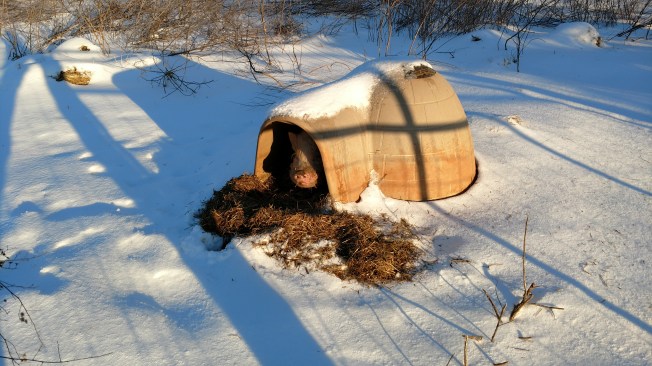 Pig looking out of pigloo