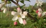 apple blossom close up&nbsp;good