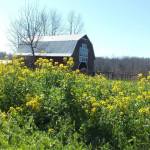 barn with yellow flowers&nbsp;good
