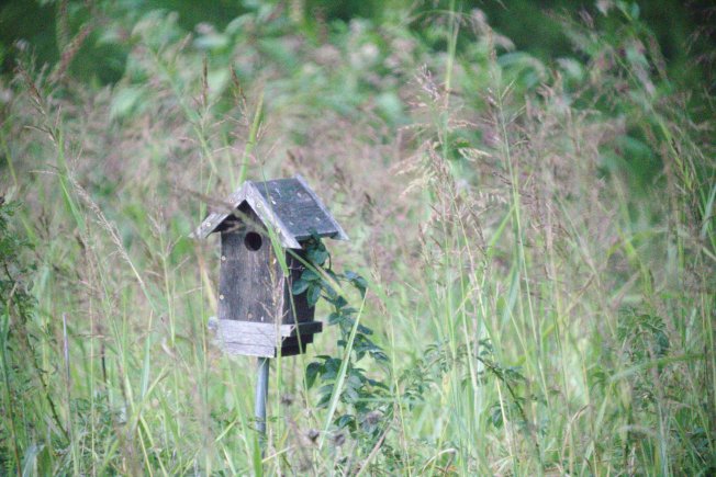 bird house