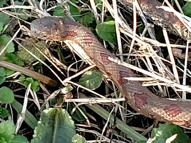 rat snake