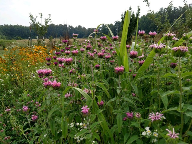 bee balm and coreopesis WDF June 2019