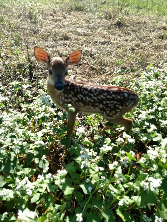 fawn 1 June 2019