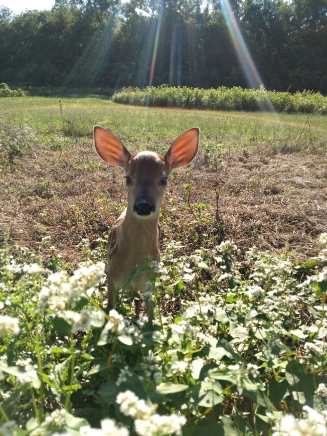 fawn 2 June 2019