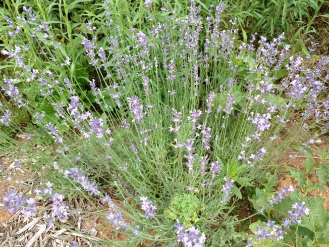 lavender WDF June 2019