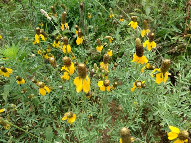 long headed coneflower pic from wdf June 2019