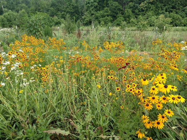 WDF coreopsis June 2019