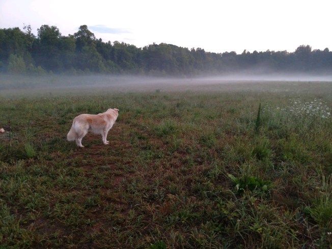 foggy morning July 2019