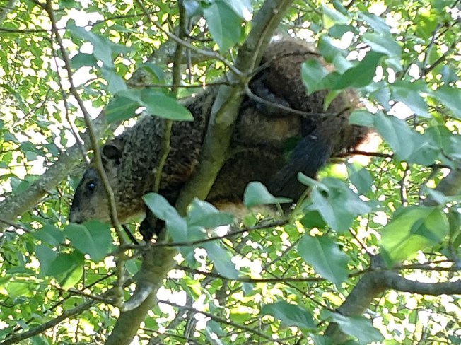 groundhog in apple tree 2019