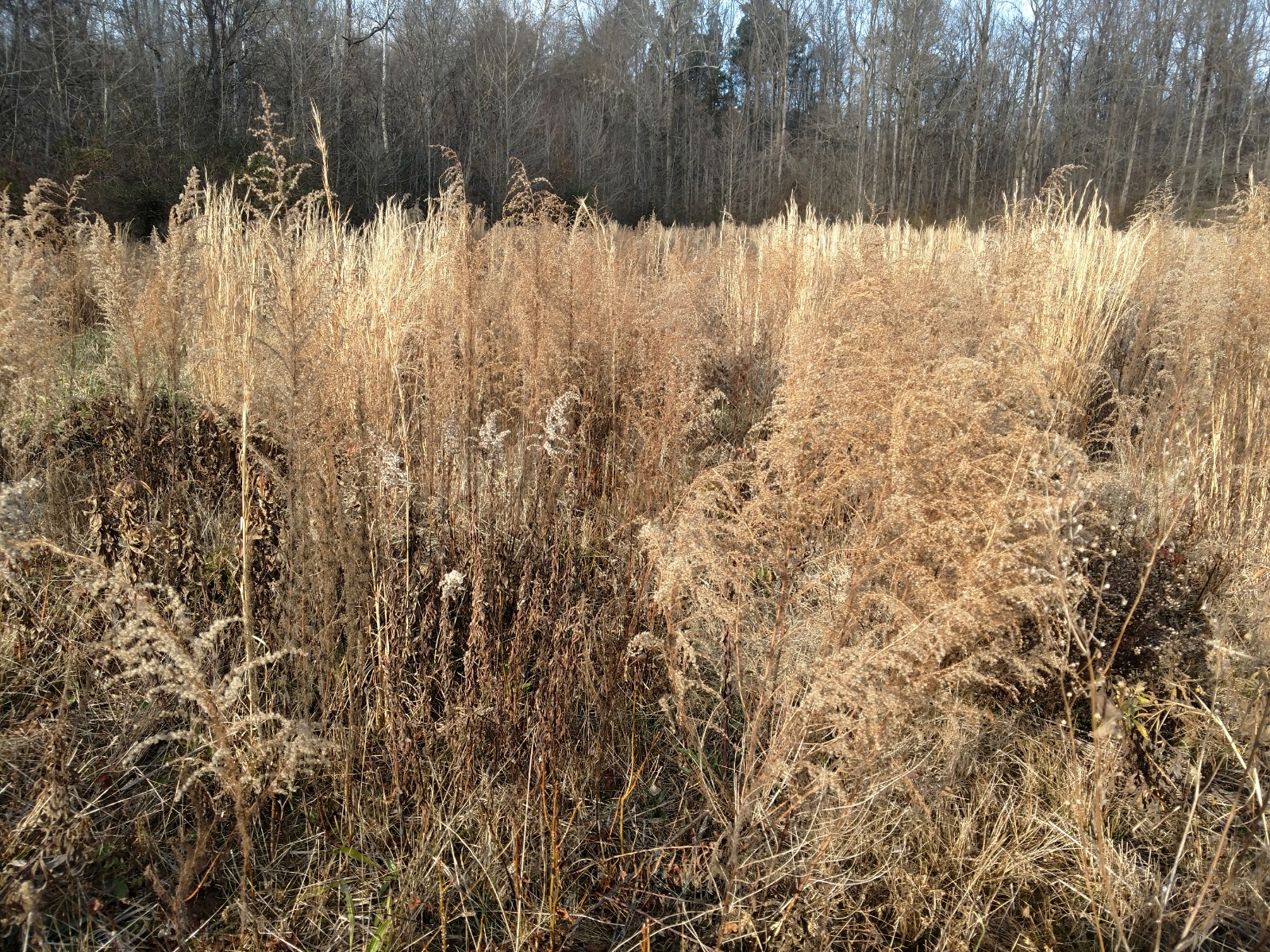 big field Dec 2019