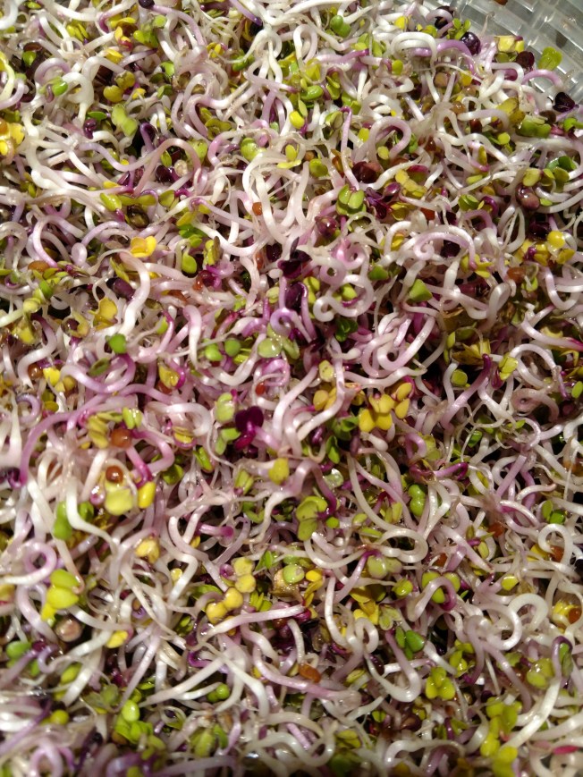 bowl of radish sprouts