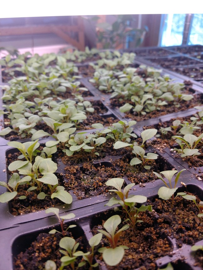 starts in trays January 2020