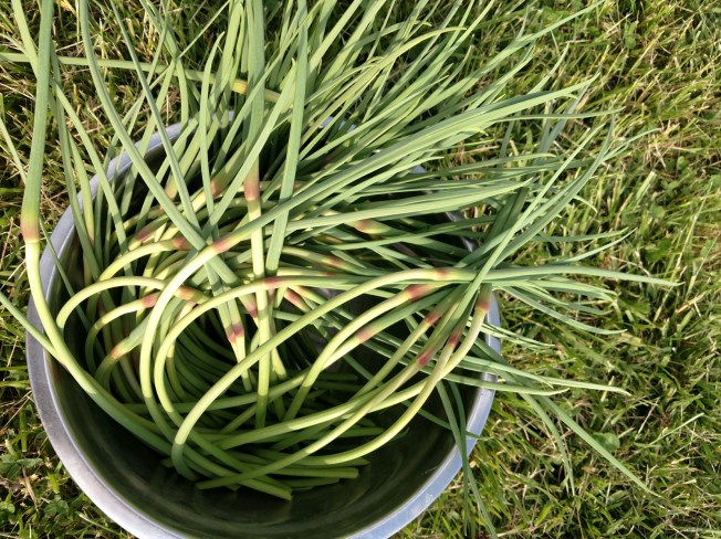 garlic scapes 24 April 2020