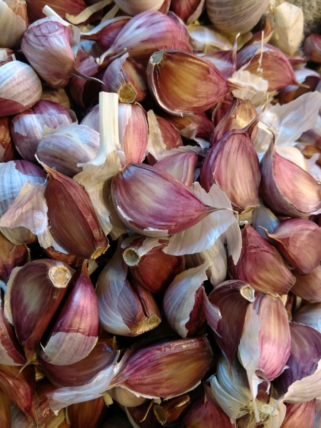 red creole garlic April 2020