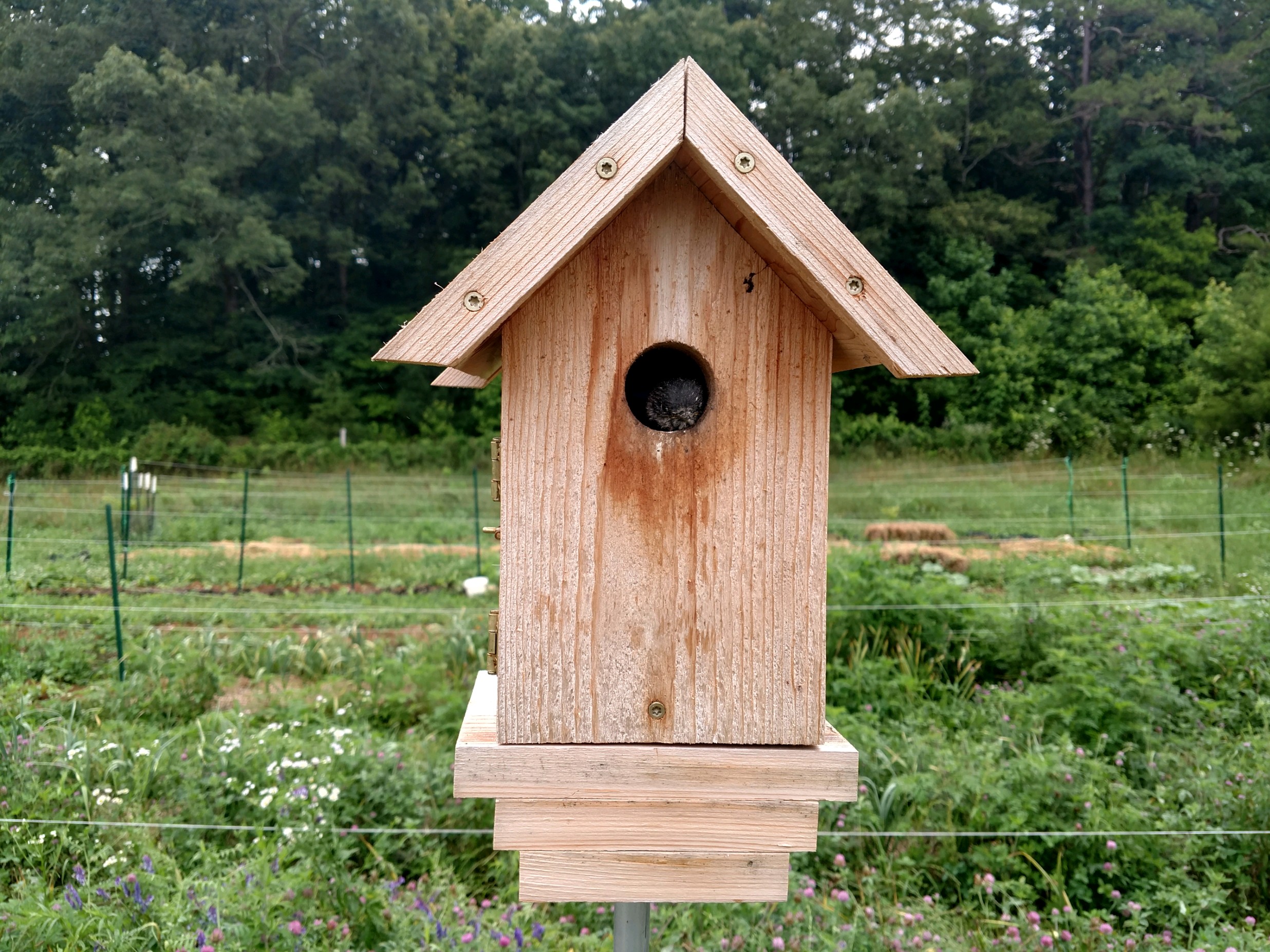 bluebird babies 18 June 2020