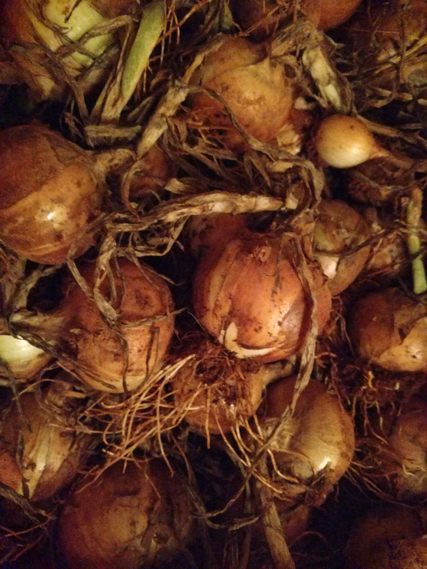 Candy onions June 2020