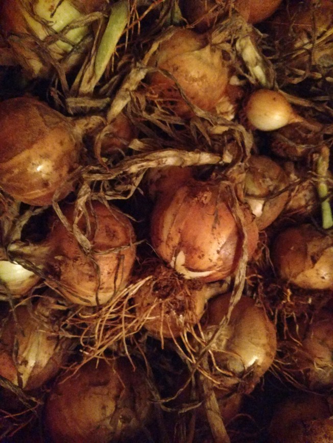 Candy onions June 2020