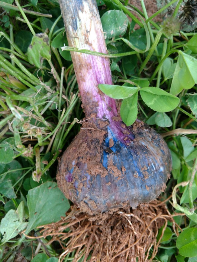 garlic head spring 2020