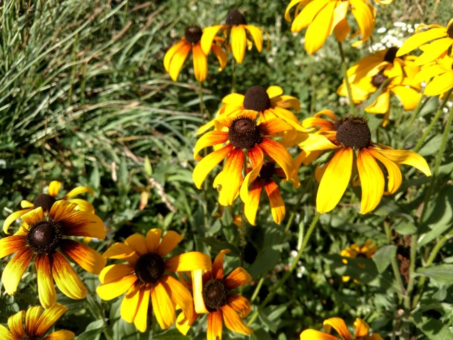 black eyed susans July 2020