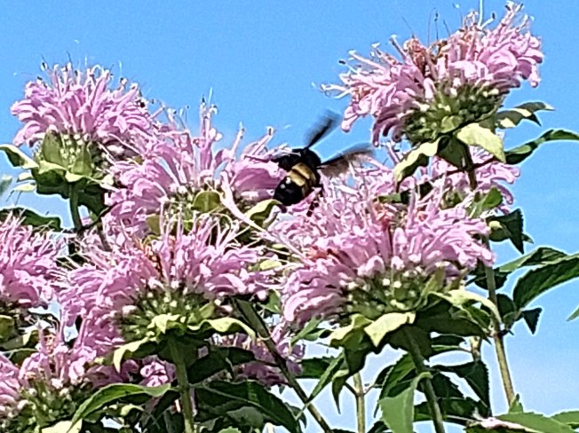 pink bee balm with bee July 2020