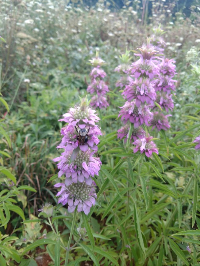 purple flowers July 2020