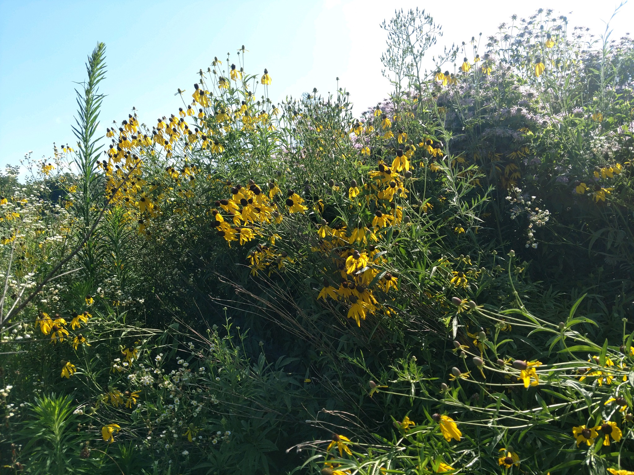 yellow flowers July 2020