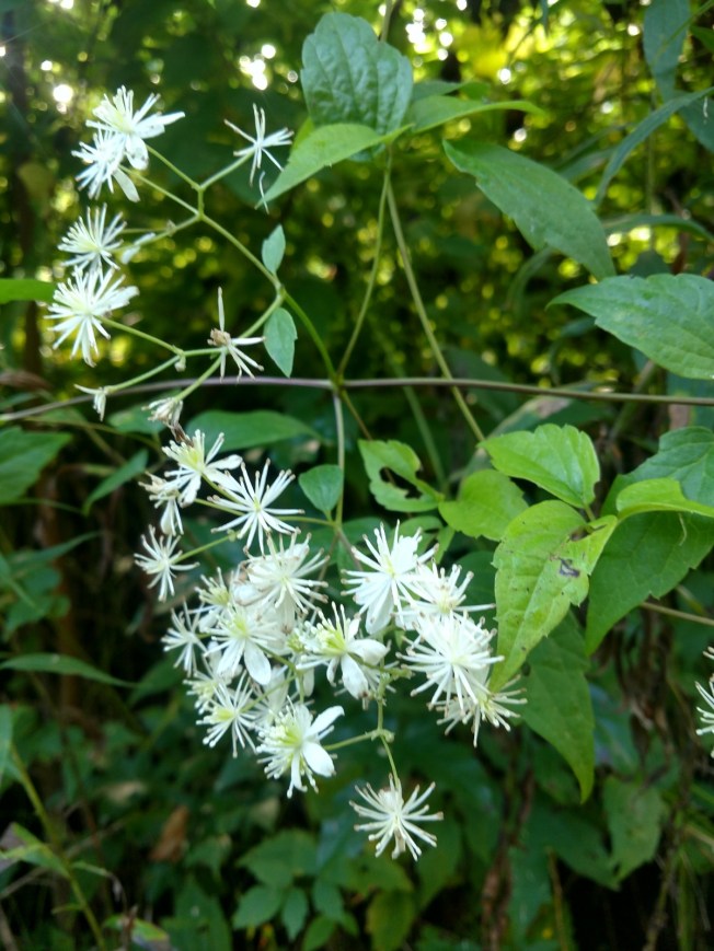 butterfly plant close up August 2020