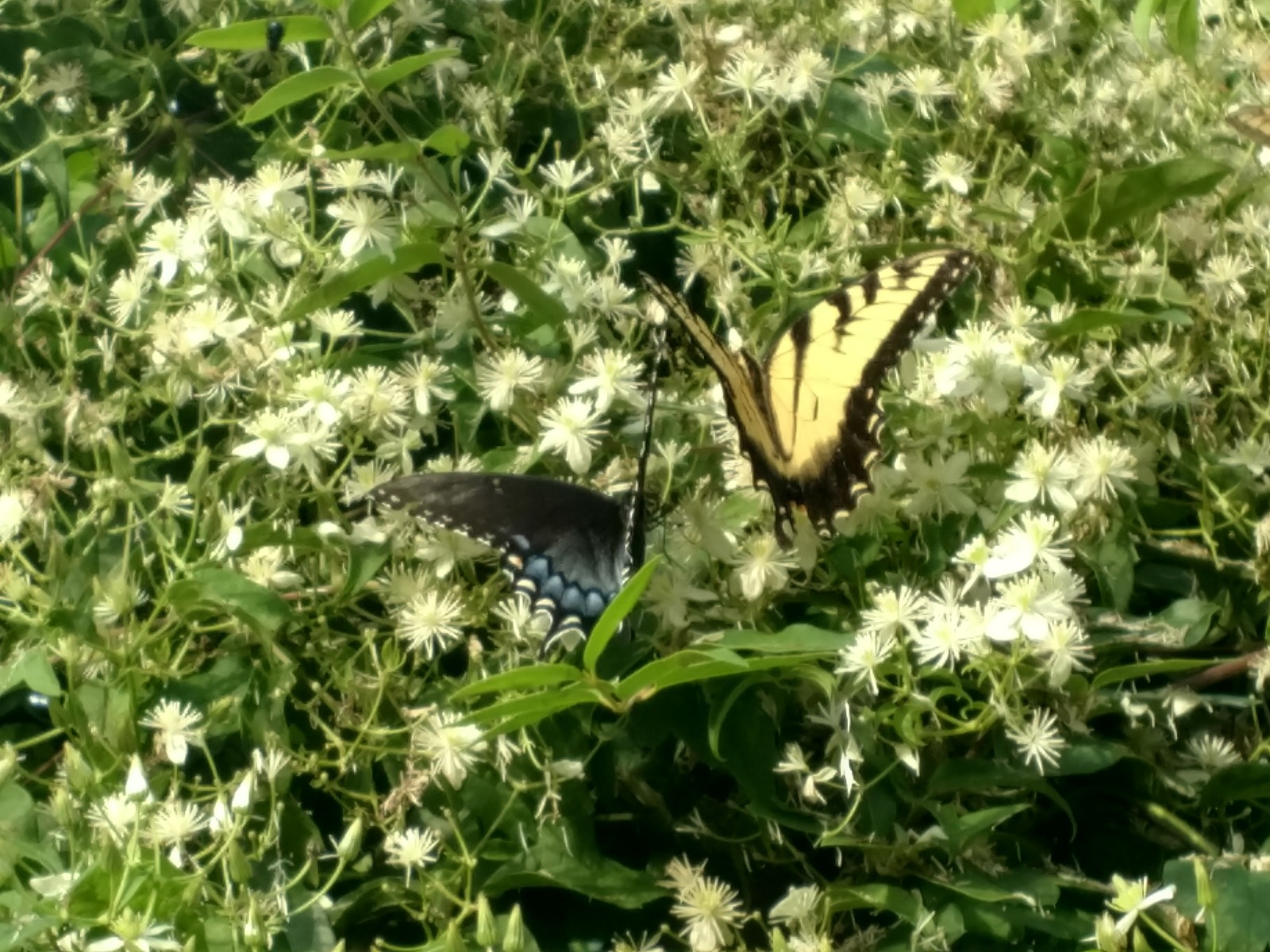 butterfly plant med close